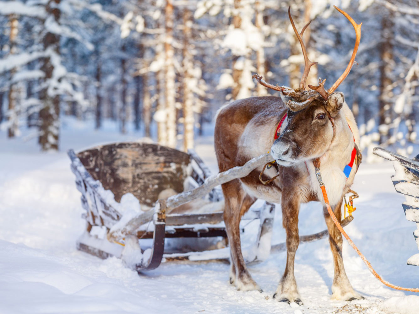 voyage en laponie a la rencontre du pere noel